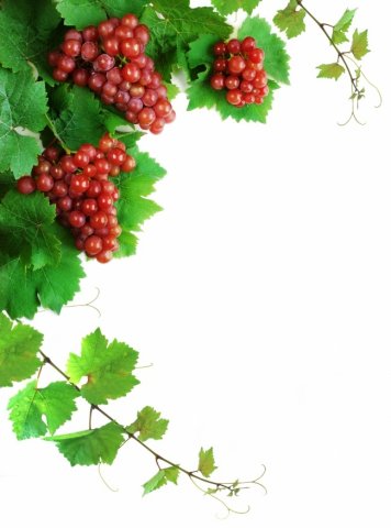 绿叶与红葡萄高清图片