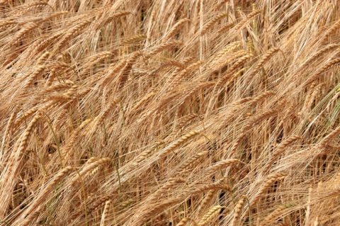 丰收的小麦穗高清图片