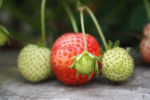 果园里成长中青涩的草莓
