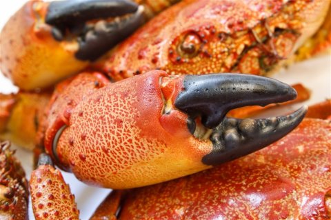 美味的红烧螃蟹高清图片素材